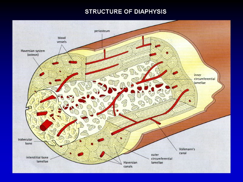 STRUCTURE OF DIAPHYSIS